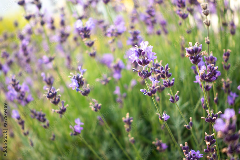 Lavender flower bushes closeup on field Lavender flower bushes closeup on field