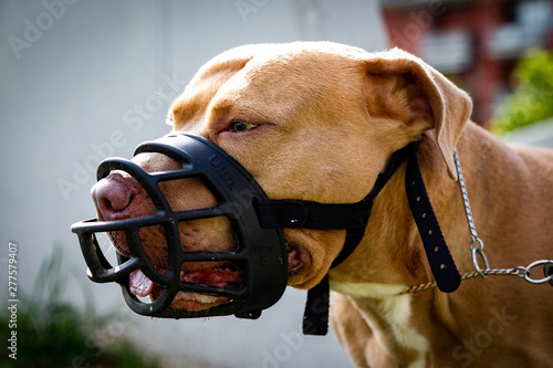 Golden Pitbull with muzzle © Fabio