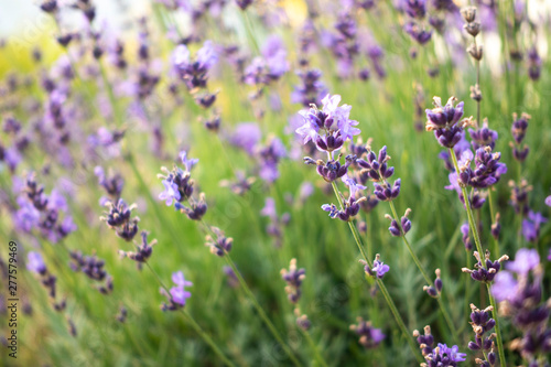 Lavender flower bushes closeup on field