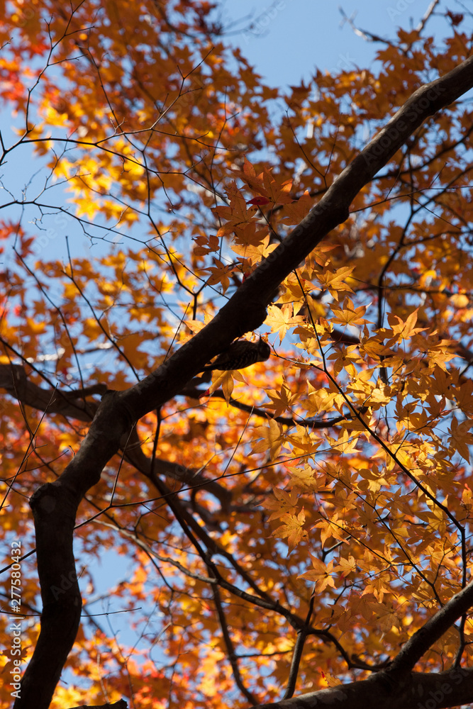 Fototapeta premium 紅葉