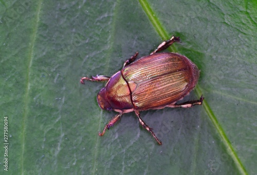 Ivory Marginated Ruteline beetle (Anomala marginata) isolated walking across a green leaf. Their attractive metallic sheen sets them apart from a common June bug. photo