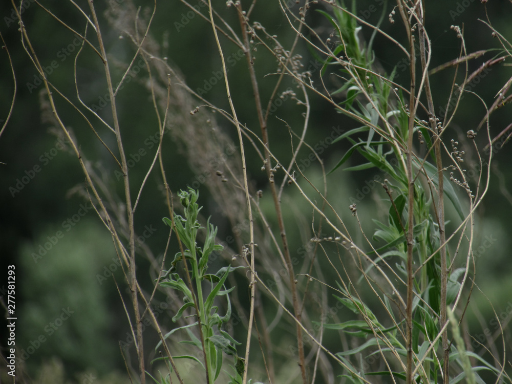Interlacing stems of green and dry grass with seeds against the background of melted green herbs and trees. Interlacing stems of green and dry grass with seeds against the background of melted green herbs and trees.