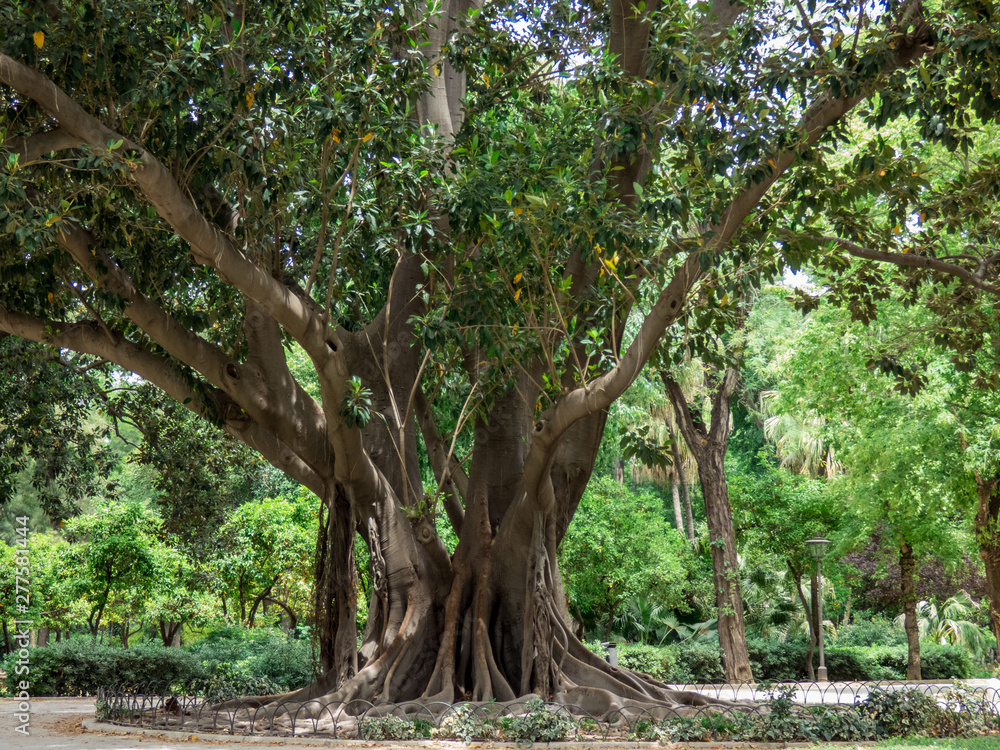 Giant Rubber Tree `ficus macrophylla` aged more than one hundred in park of Seville, Spain