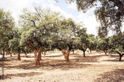 Cork oaks in the Sierra de Huelva with the characteristic orange color they present in the trunk after the extraction of the cork at the beginning of summer