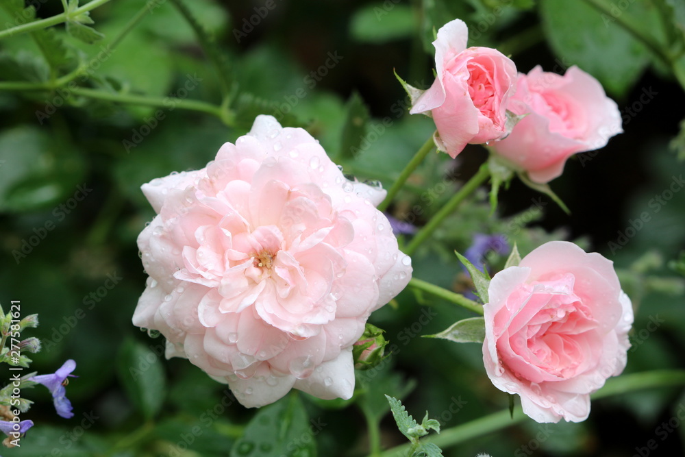 Rose in Pink Bonica 82 mit Regentropfen Rose in Pink Bonica 82 mit Regentropfen