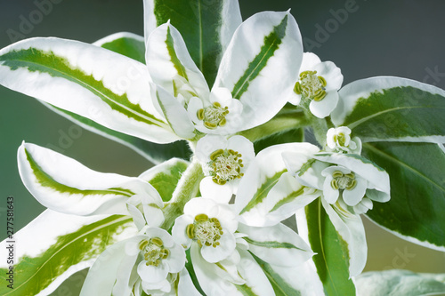 Blooming Euphorbia marginata, commonly known as snow-on-the-mountain, smoke-on-the-prairie, variegated spurge, or whitemargined spurge, macro. photo