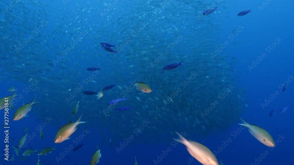 Bait ball in coral reef of Caribbean Sea around Curacao Bait ball in coral reef of Caribbean Sea around Curacao