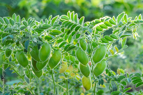 Quadro su tela chickpeas ripening in the field
