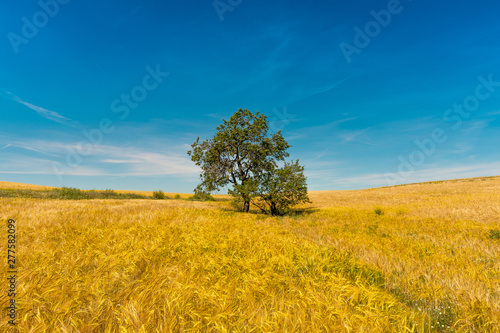 Arboles y paisaje