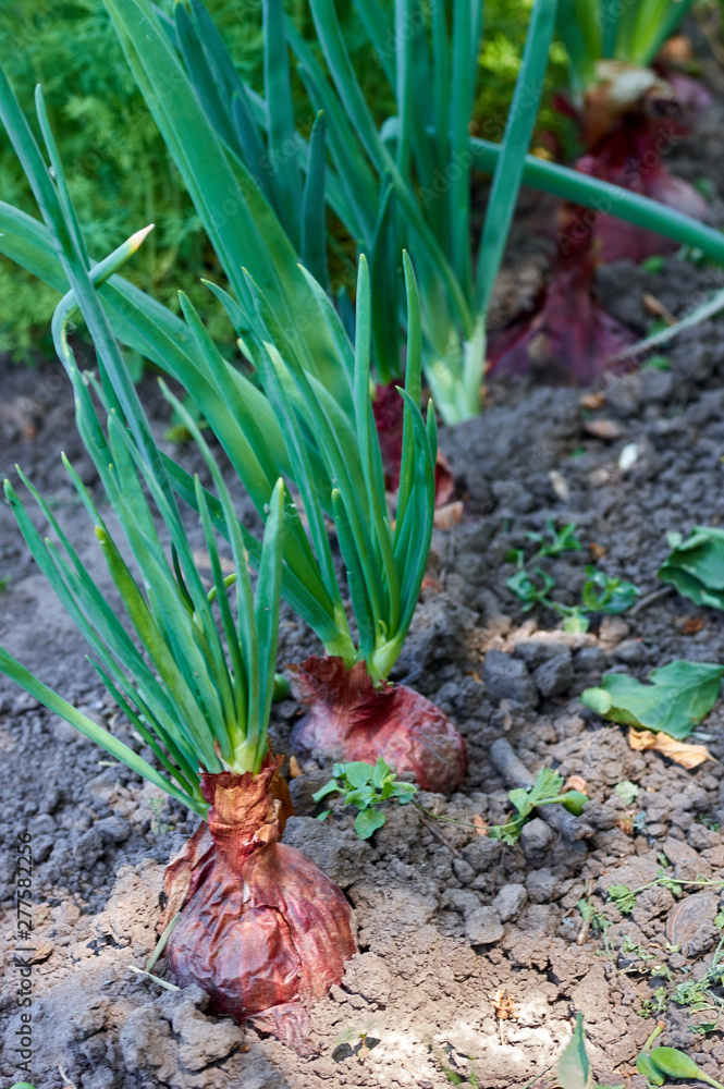 Plantation of fresh red onions in the vegetable organic garden.Green