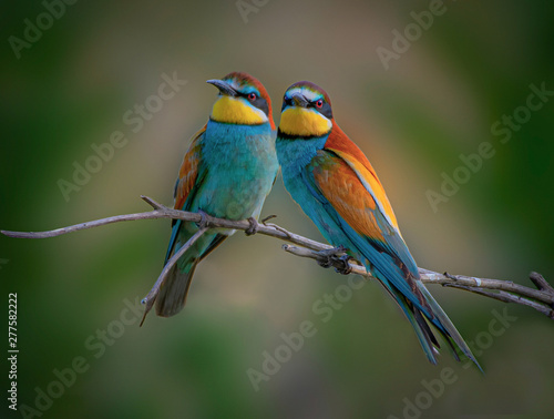 Bee-eaters couple