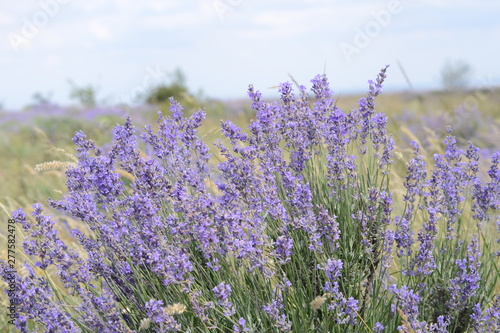 Beautiful blooming lavender in the Crimea.