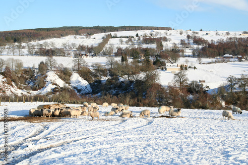 Sheep graze at a feeding station in winter in a snow covered landscape in Scotland.