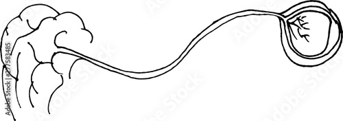 outline drawing of human eye with nerve and brain