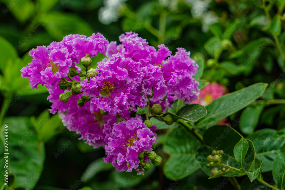 Isolated purple Lilacs Flower image Isolated purple Lilacs Flower image