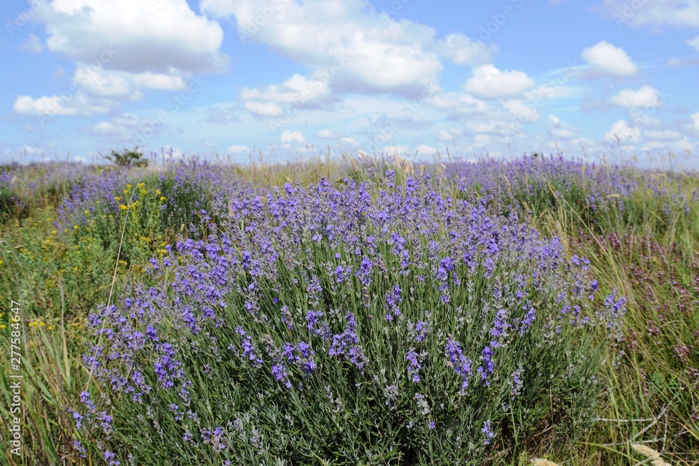 Blooming lavender on a background of blue sky and clouds. Lavender fields in the Crimea. Blooming lavender on a background of blue sky and clouds. Lavender fields in the Crimea.