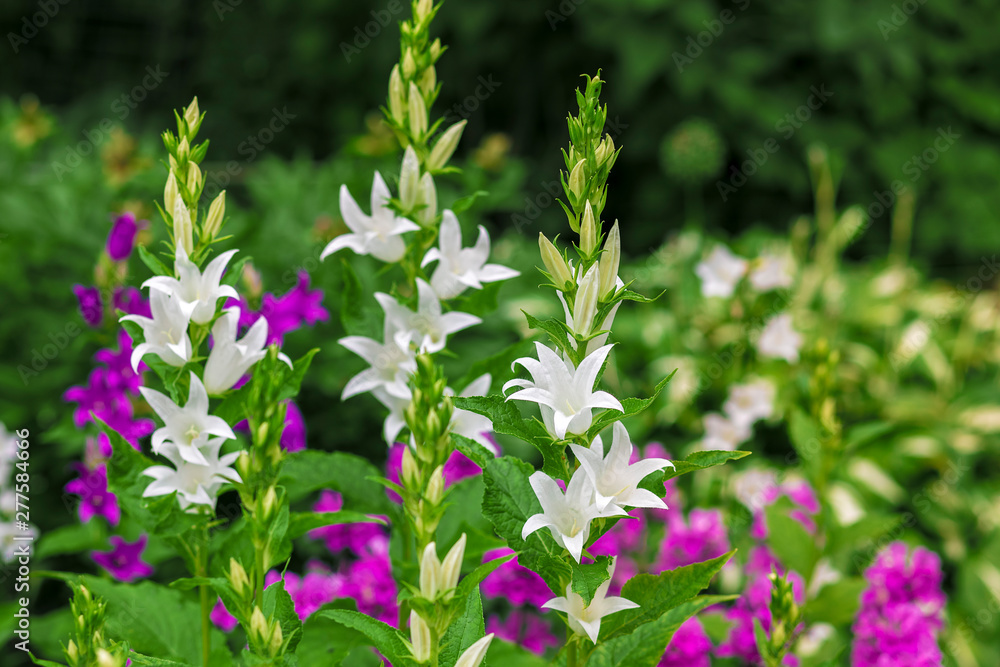 Lots of bells are white and purple. Lots of bells are white and purple.