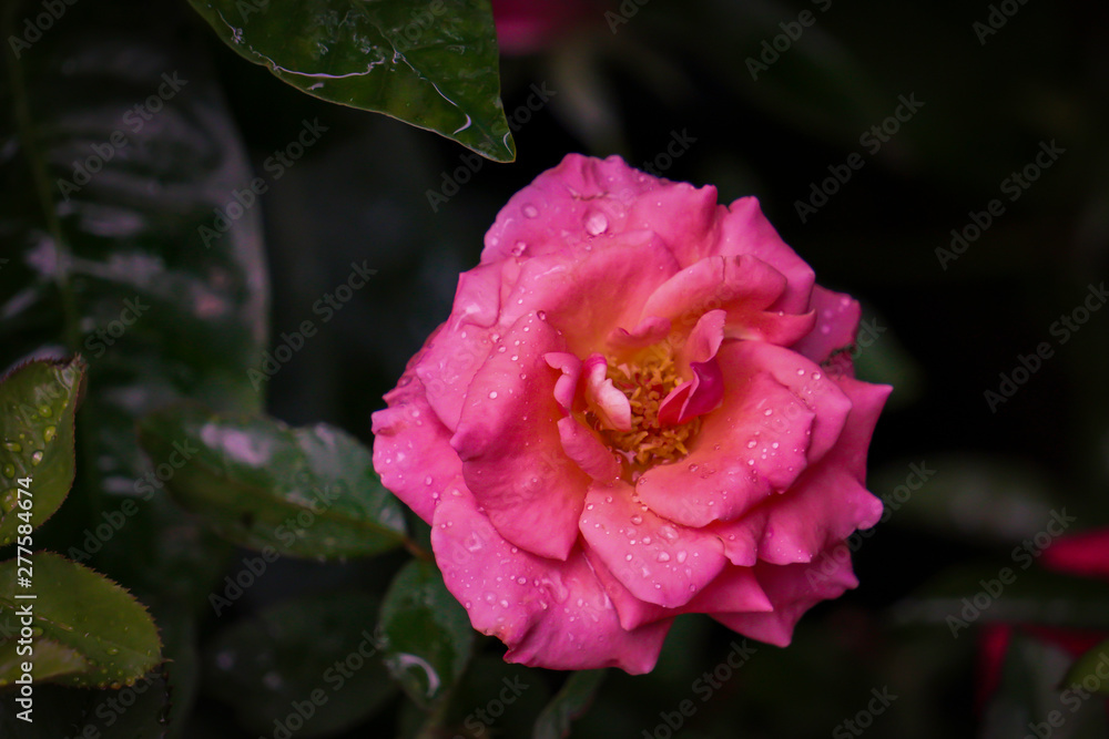 Bright pink rose in the house garden