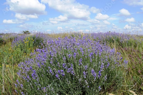 Blooming lavender on a background of blue sky and clouds. Lavender fields in the Crimea.
