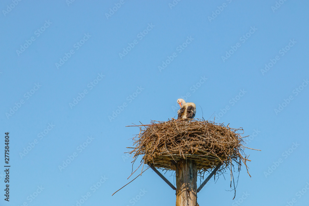 Fototapeta premium Storch sitzt in seinem Nest