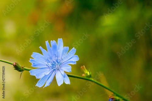 Close up shot of the Blue Chicory flower (Cichorium intybus)