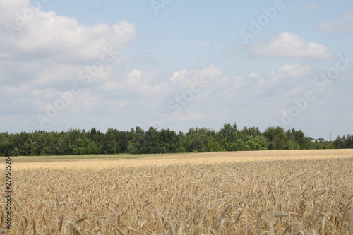 Krajobraz wiejski polny