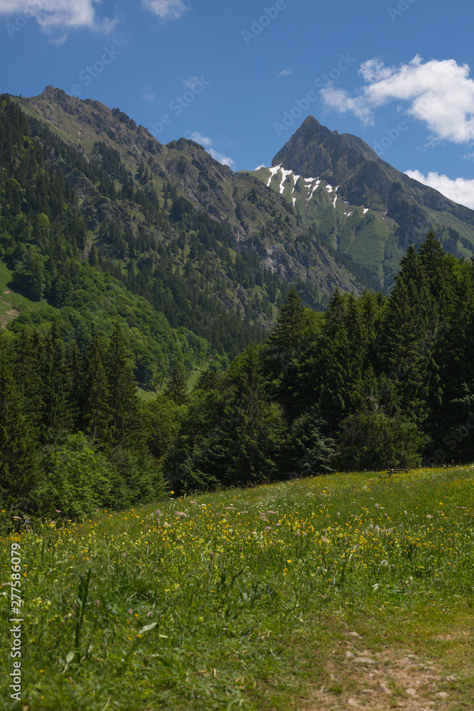 Die Berge mit Wald und einer Wiese  im Vordergrund