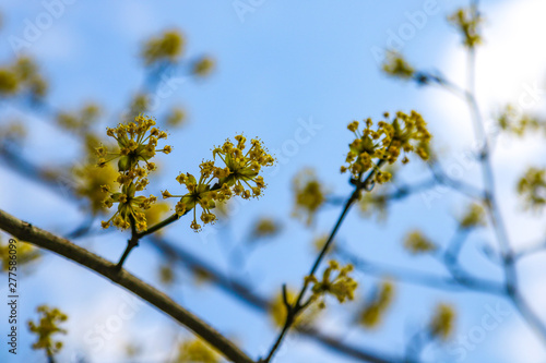 Branch with little flowers twig shrub in the garden at springtime. Abstract natural background.