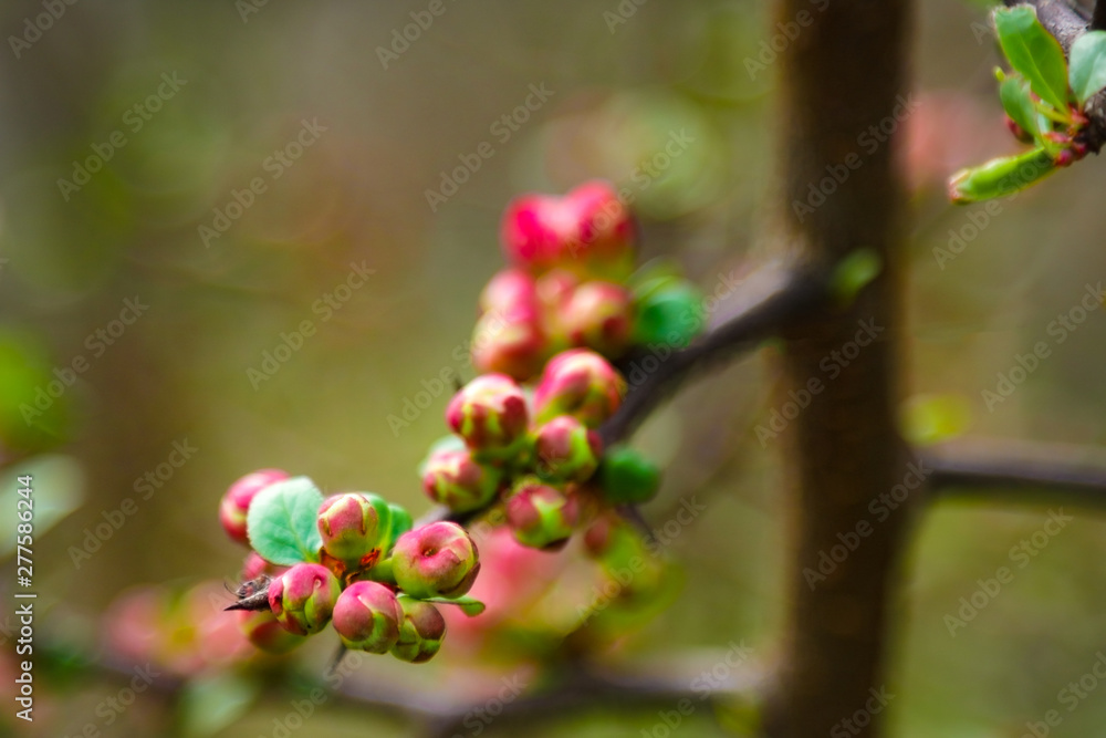 Pink flowers and heart in spring garden. Spring blooming cherry flowers branch on blurred natural abstract background. Pink flowers and heart in spring garden. Spring blooming cherry flowers branch on blurred natural abstract background.