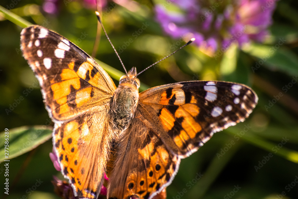 Obraz premium Colorful butterfly on a flower on the meadow