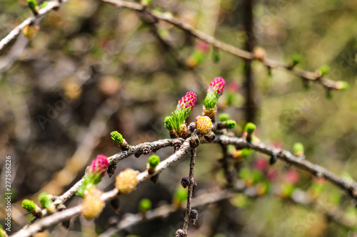Ovulate cones and pollen cones of larch tree in spring.