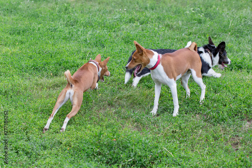Two basenji and pembroke welsh corgi puppy are playing on the green grass. Pet animals.
