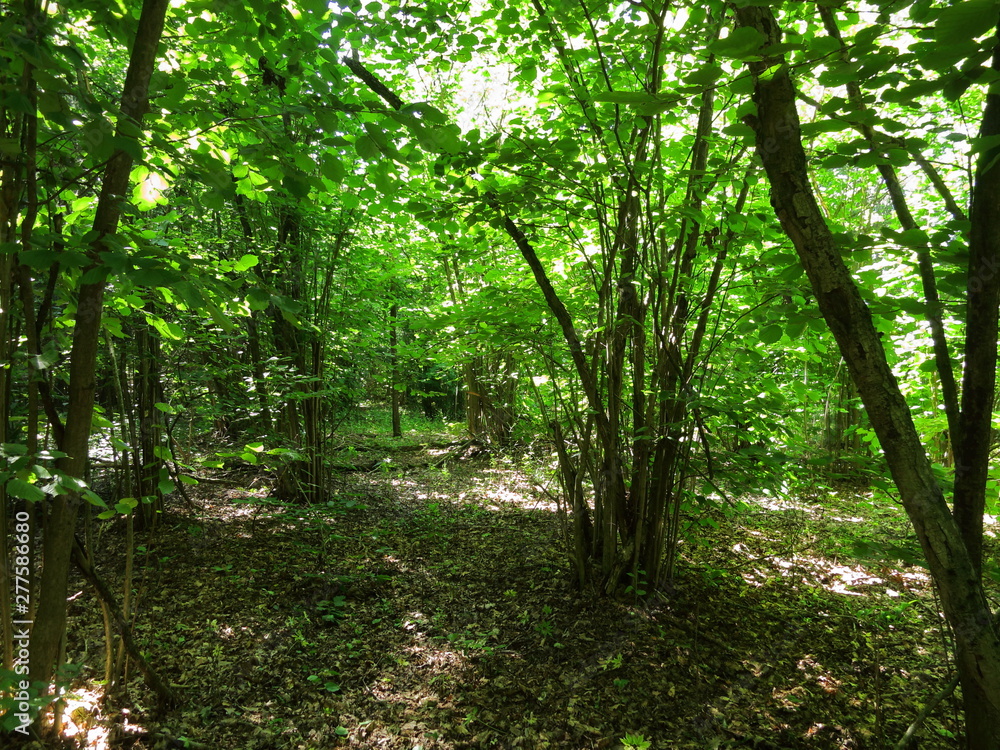 Background of dense forest Background of dense forest
