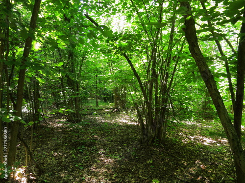 Background of dense forest