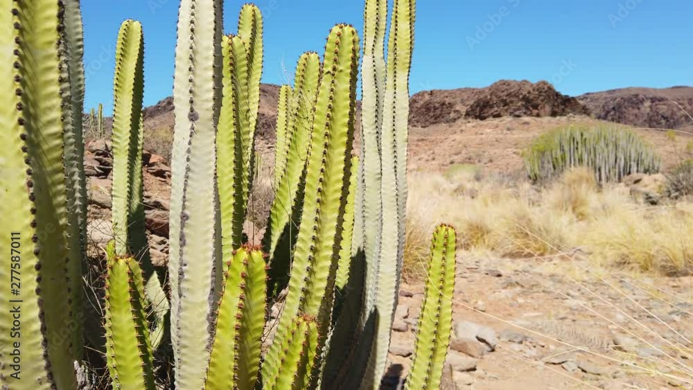 Focused Shot of Green Cacti in Gran Canaria Valley Focused Shot of Green Cacti in Gran Canaria Valley
