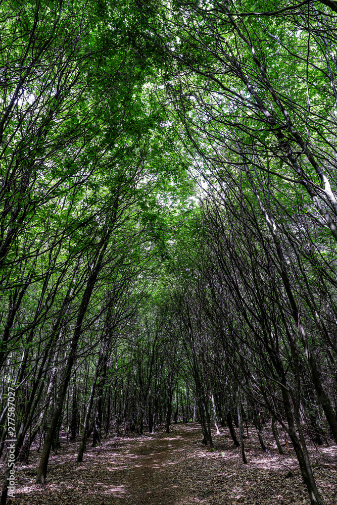 Fototapeta premium Dense forest with tight path
