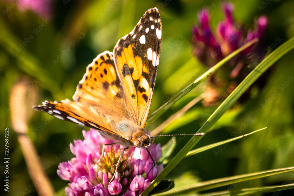 Obraz premium Colorful butterfly on a flower on the meadow