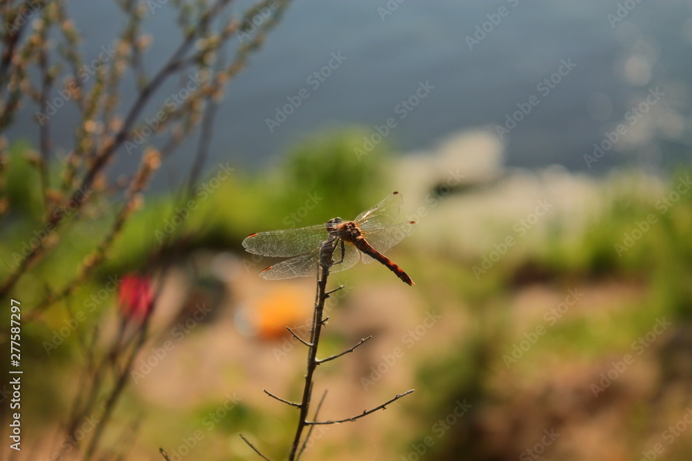 The back of a large dragonfly. Beautiful dragonfly sitting on a branch. Predatory insect rear view. Macrophoto of a dragonfly. Beautiful big transparent insect wings The back of a large dragonfly. Beautiful dragonfly sitting on a branch. Predatory insect rear view. Macrophoto of a dragonfly. Beautiful big transparent insect wings