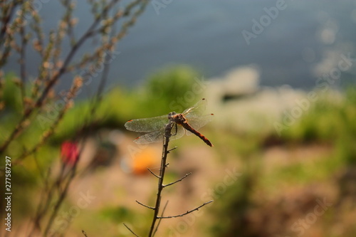 The back of a large dragonfly. Beautiful dragonfly sitting on a branch. Predatory insect rear view. Macrophoto of a dragonfly. Beautiful big transparent insect wings © Katsiaryna