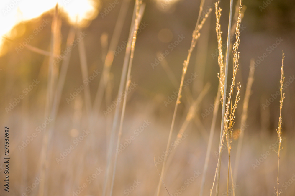 Fototapeta premium Golden field at sunset