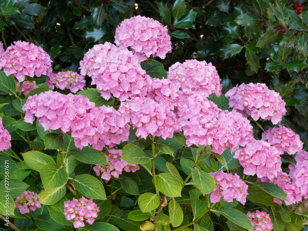 (Hydrangea macrophylla) Hortensia de jardin, décoratif d'inflorescences globuleuses de couleur rose (Hydrangea macrophylla) Hortensia de jardin, décoratif d'inflorescences globuleuses de couleur rose