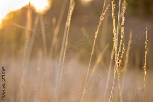 Golden field at sunset © Samantha