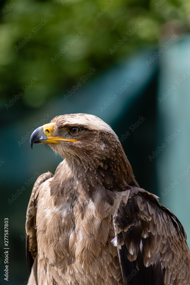 White-tailed eagle watching to the side White-tailed eagle watching to the side