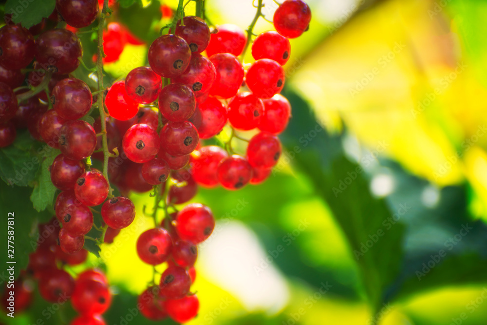 Red currants on the bush in the garden. This is a vitamin and healthy berry. Organic product.
