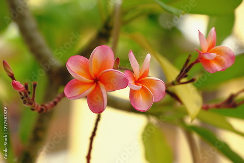 Pink plumeria decorate in the garden very beautiful and fresh eyes.