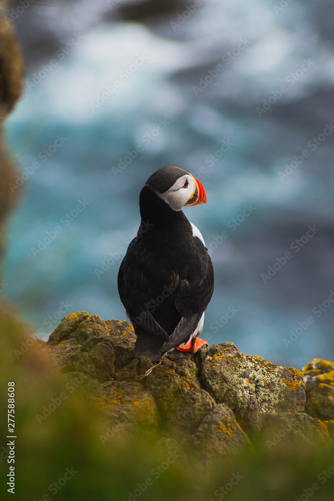 Fototapeta premium Detailed view of Arctic or Atlantic puffin wild bird sitting on Latrabjarg Cliff, Westfjords, Iceland. Blue ocean water on background. 