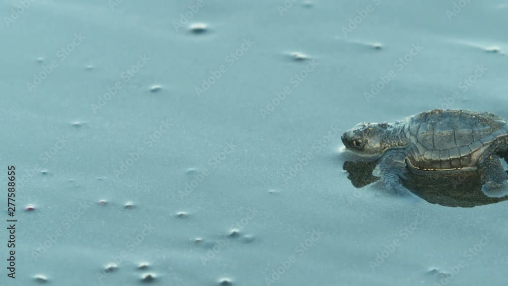 profile of single Olive Ridley hatchling moving on wet sand to ocean profile of single Olive Ridley hatchling moving on wet sand to ocean