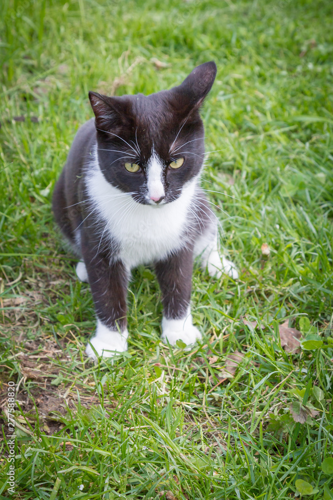 Home a young black and white cat walks in the country yard Home a young black and white cat walks in the country yard