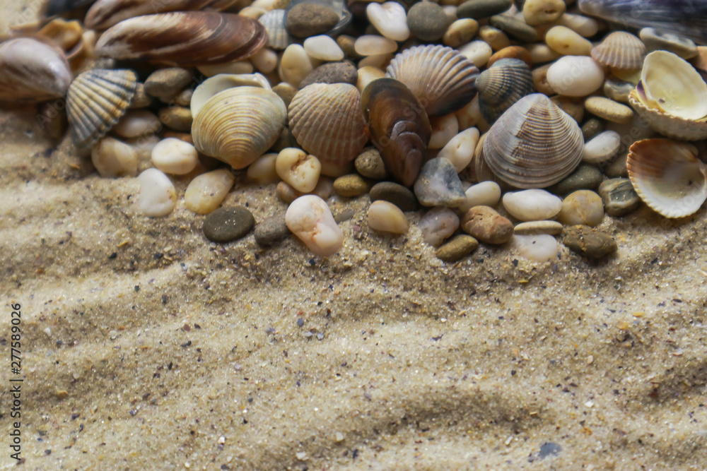 Sea shells on san with space for text Sea shells on san with space for text