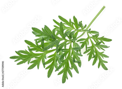 Sprig of medicinal wormwood on a white background. Sagebrush sprig. Artemisia, mugwort. photo
